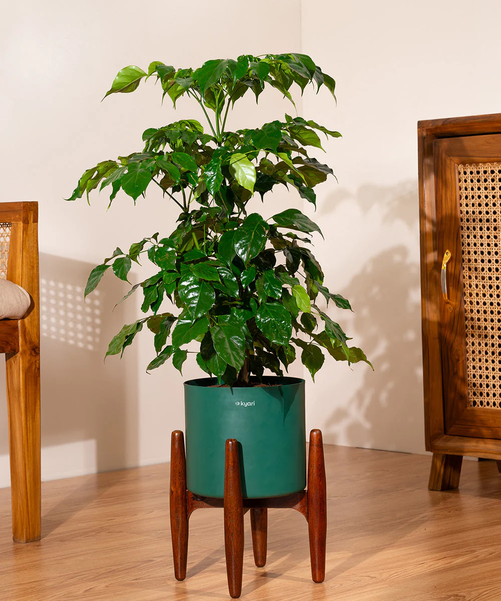 China Doll with Metal Self Watering Pot - Image 30