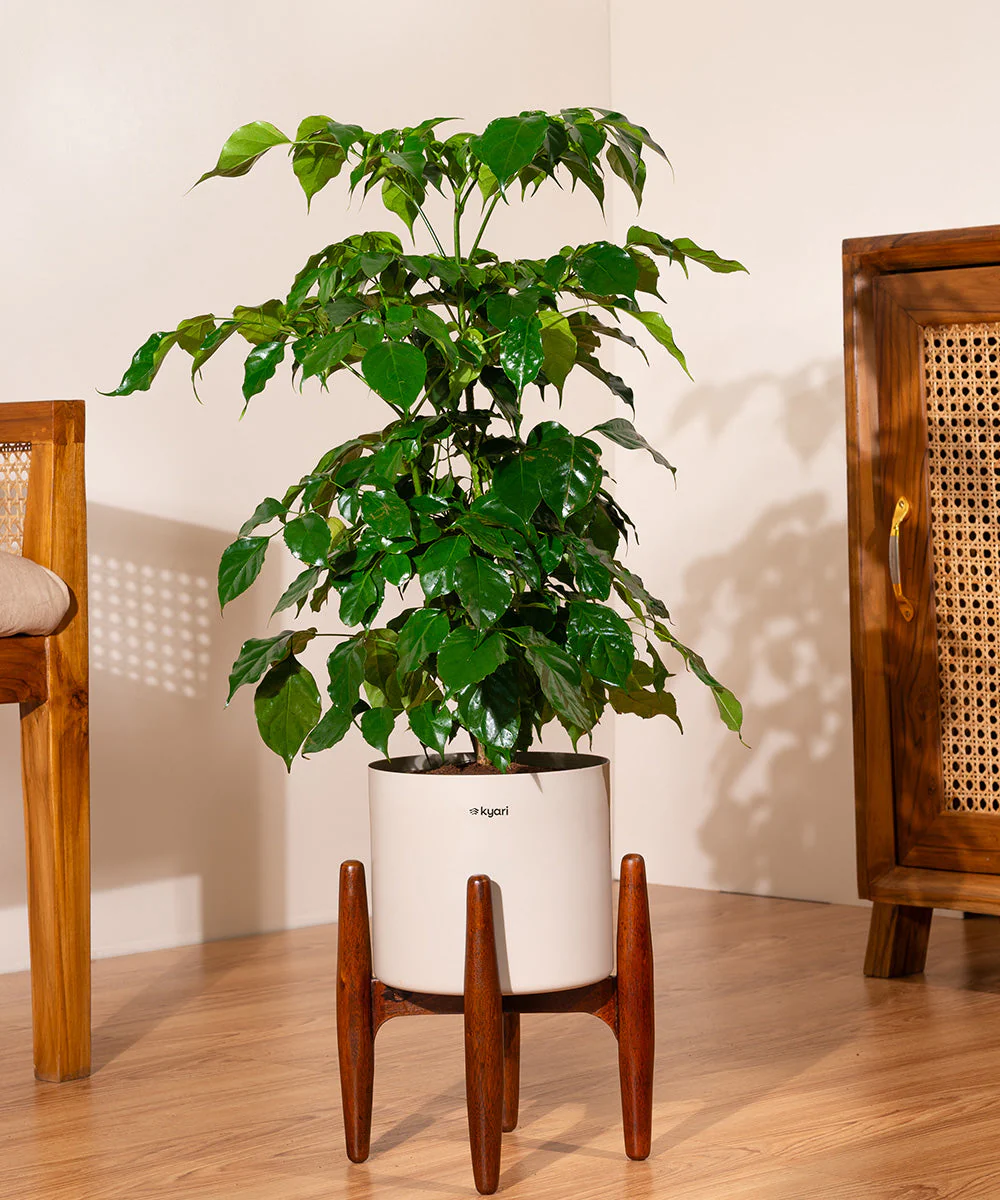 China Doll with Metal Self Watering Pot - Image 36