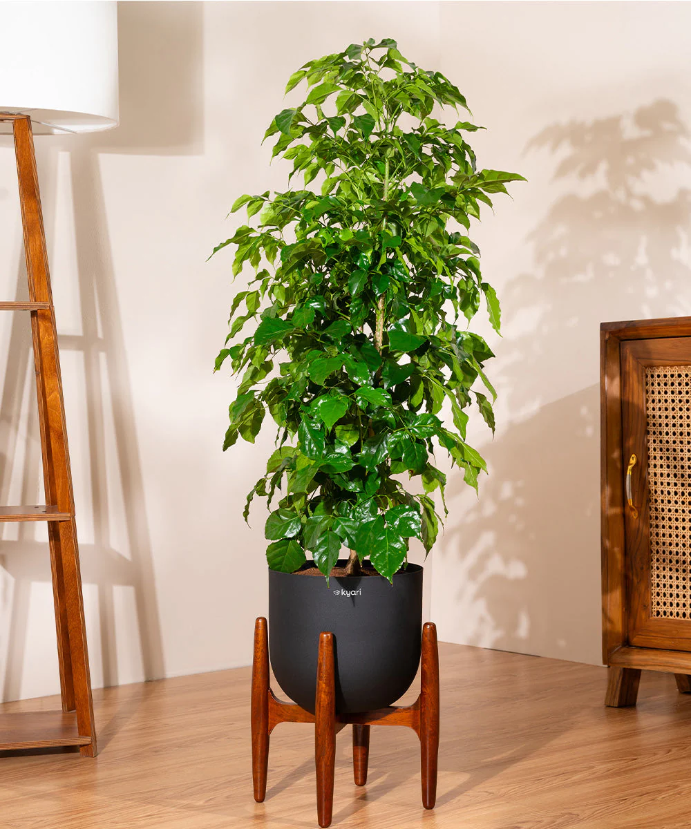 China Doll with Metal Self Watering Pot - Image 43