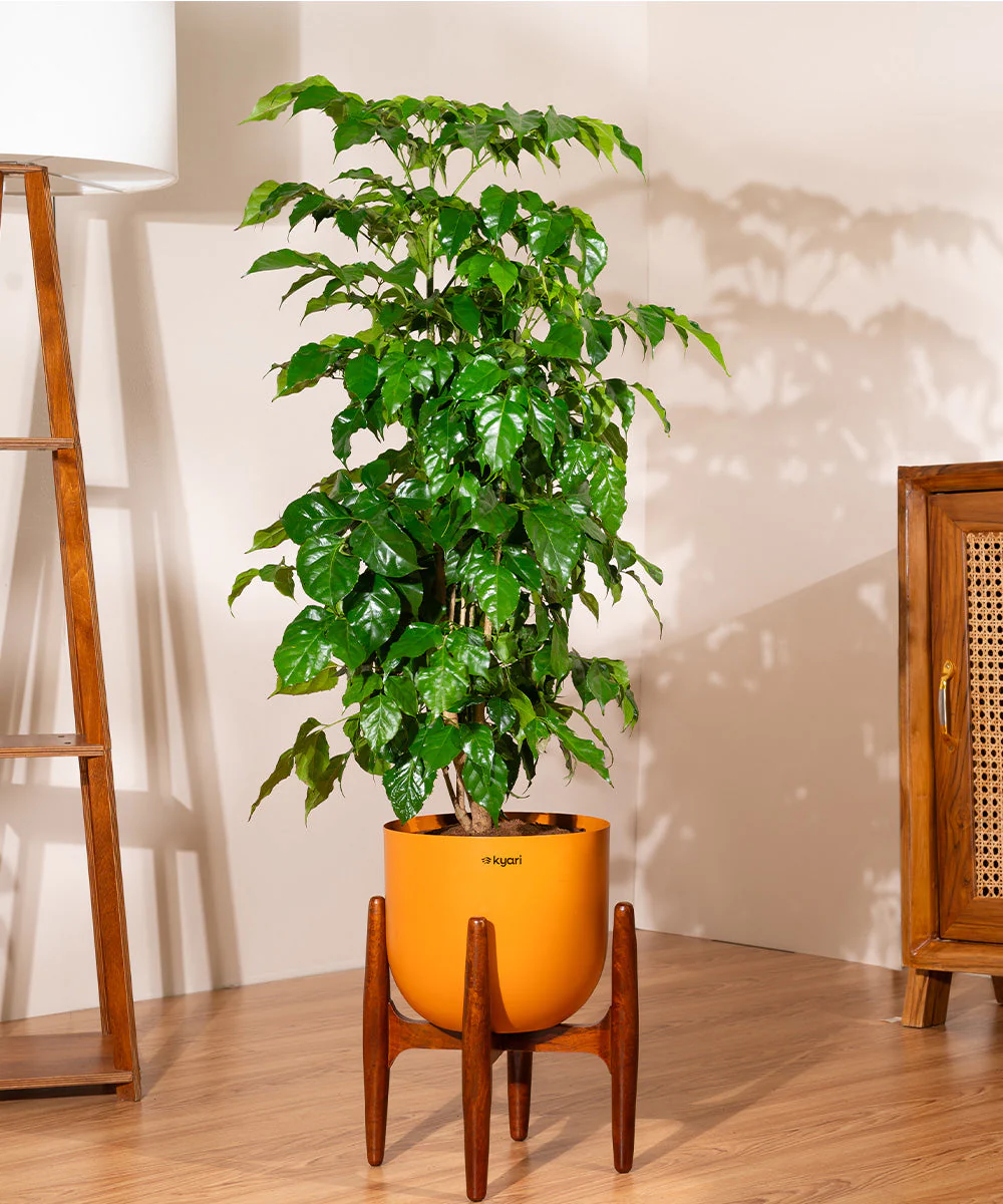 China Doll with Metal Self Watering Pot - Image 54