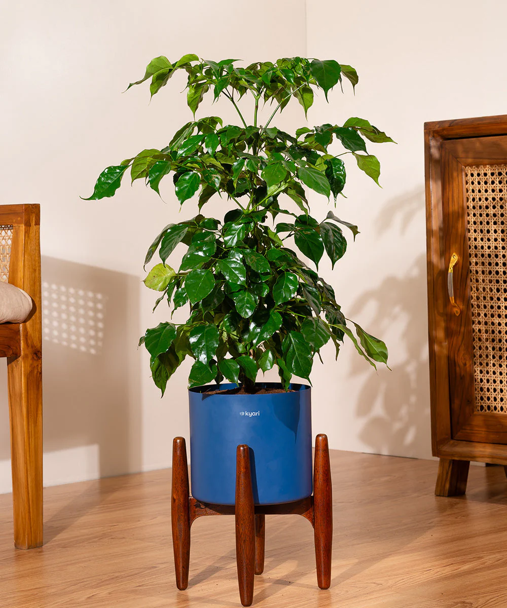 China Doll with Metal Self Watering Pot - Image 6