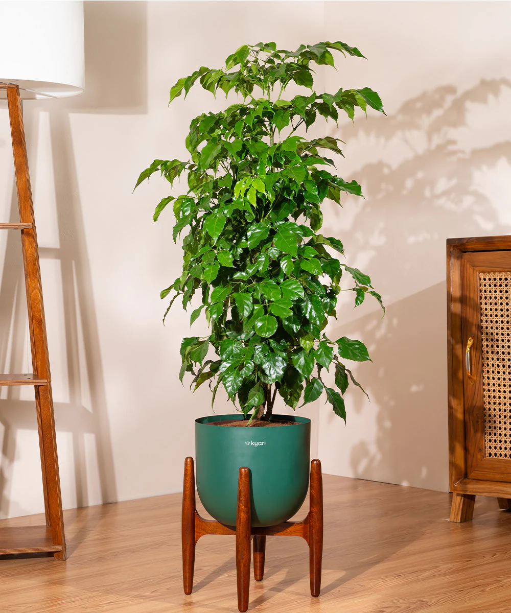 China Doll with Metal Self Watering Pot - Image 60