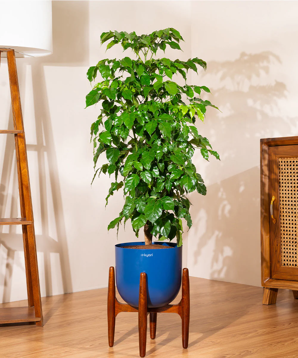 China Doll with Metal Self Watering Pot - Image 71