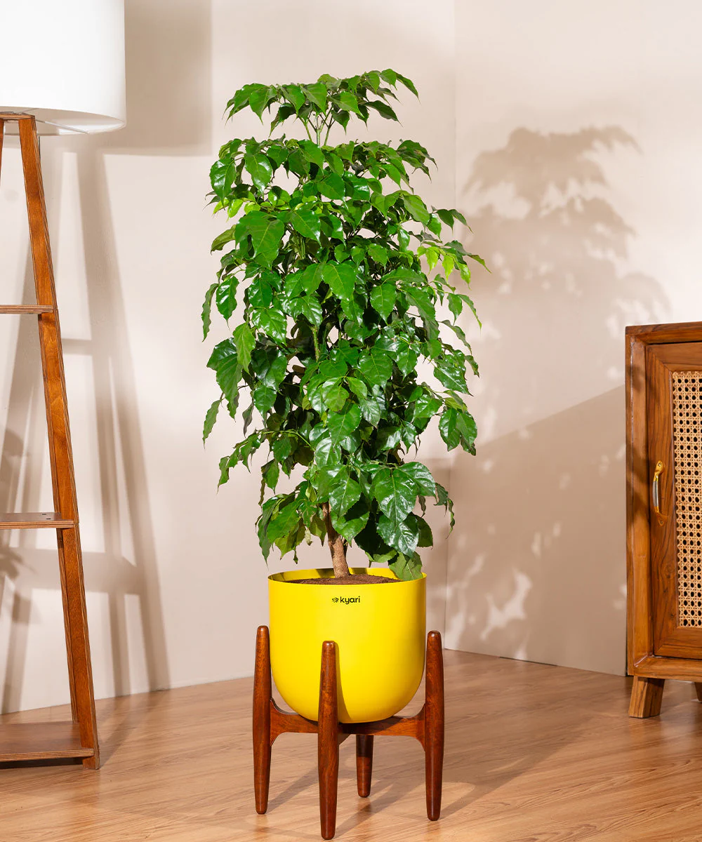 China Doll with Metal Self Watering Pot - Image 72
