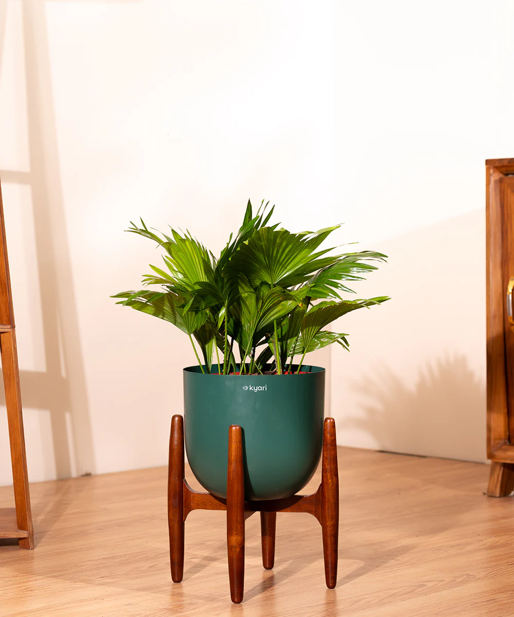 China Palm with Metal Self Watering Pot - Image 13