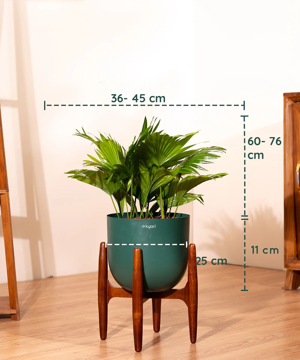 China Palm with Metal Self Watering Pot - Image 14