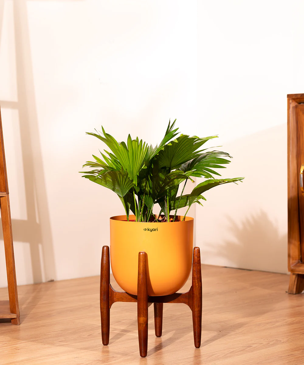 China Palm with Metal Self Watering Pot - Image 19