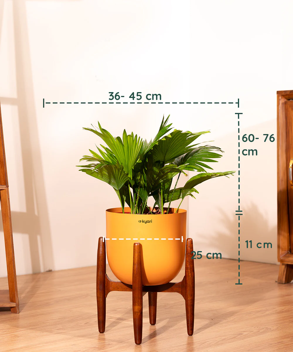 China Palm with Metal Self Watering Pot - Image 20