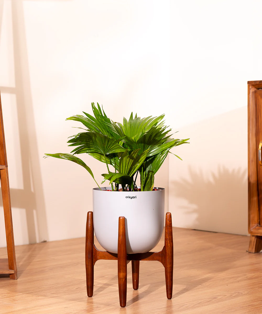 China Palm with Metal Self Watering Pot - Image 25