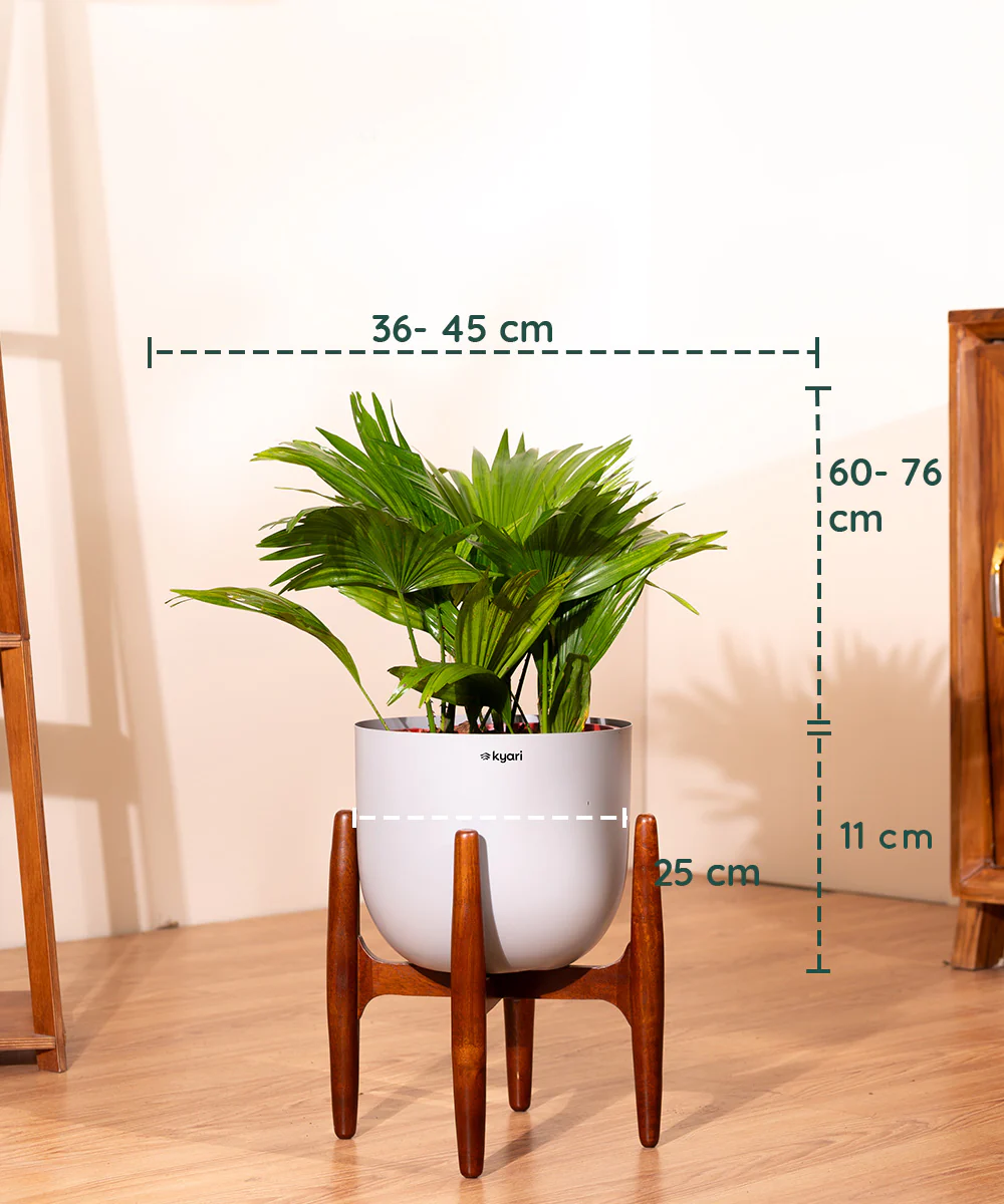 China Palm with Metal Self Watering Pot - Image 26