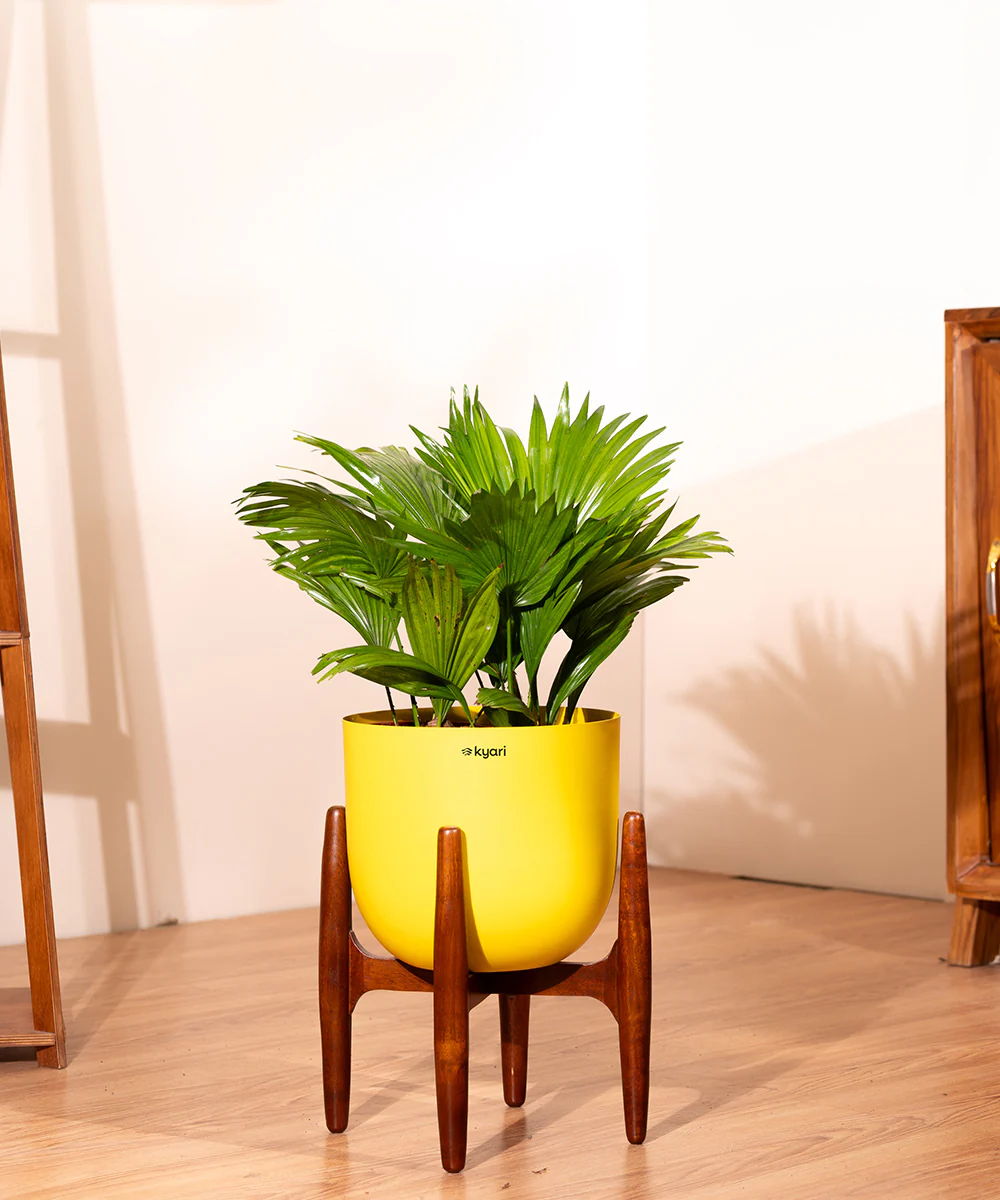 China Palm with Metal Self Watering Pot - Image 31
