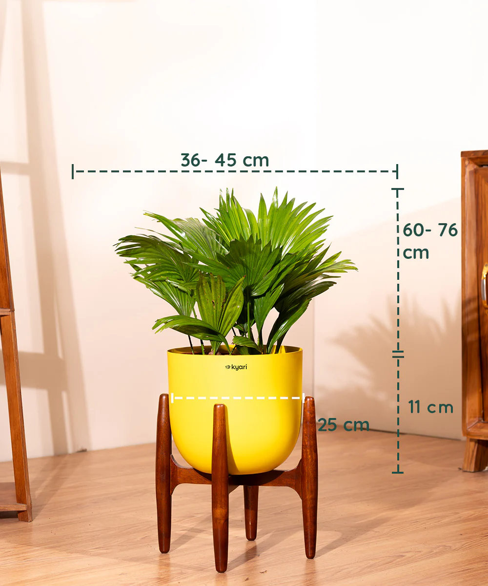 China Palm with Metal Self Watering Pot - Image 32