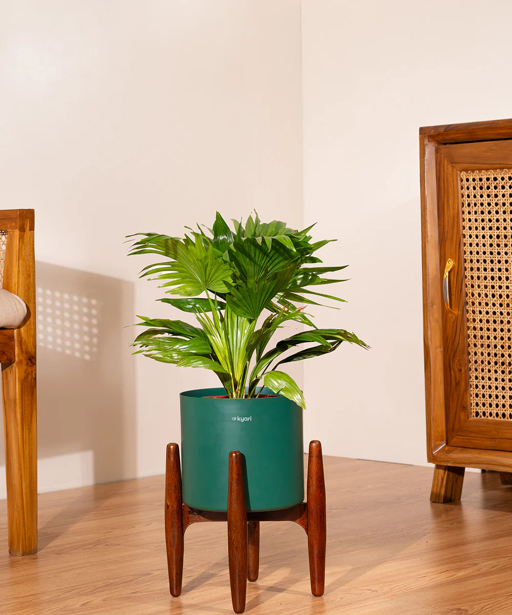 China Palm with Metal Self Watering Pot - Image 40