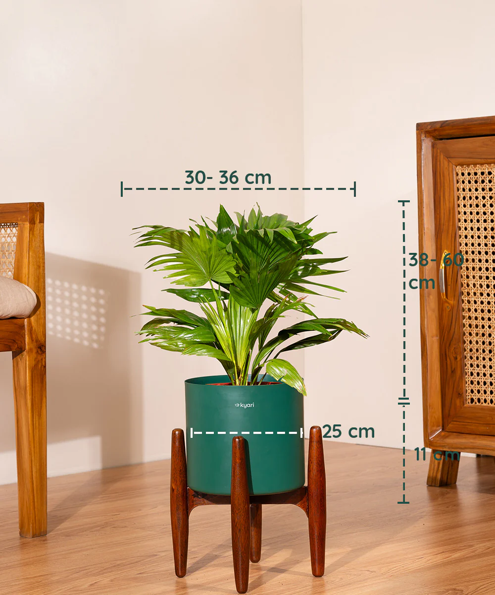 China Palm with Metal Self Watering Pot - Image 42