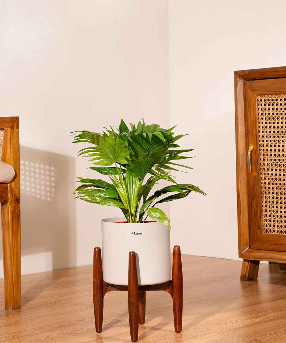 China Palm with Metal Self Watering Pot - Image 46