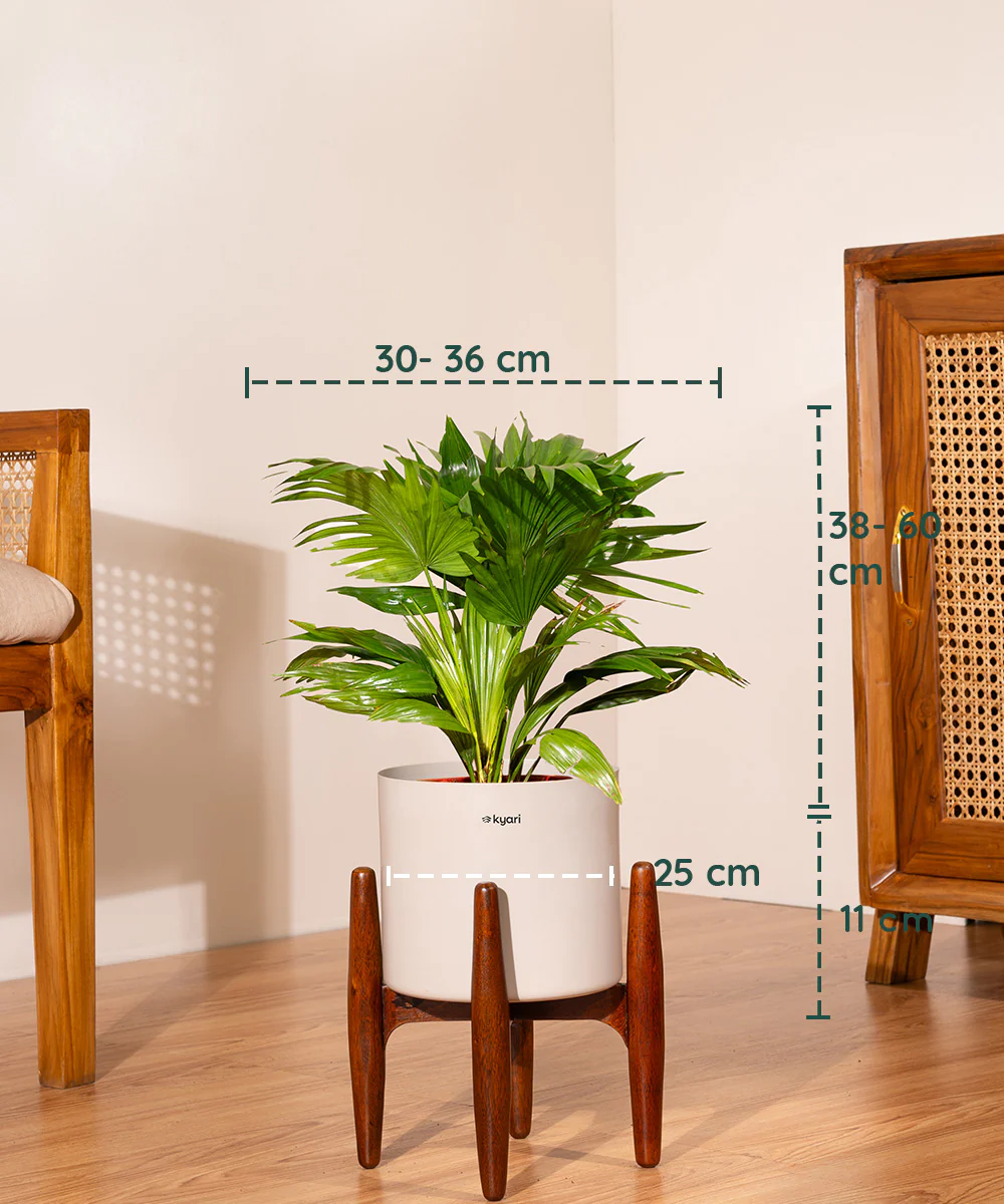 China Palm with Metal Self Watering Pot - Image 51