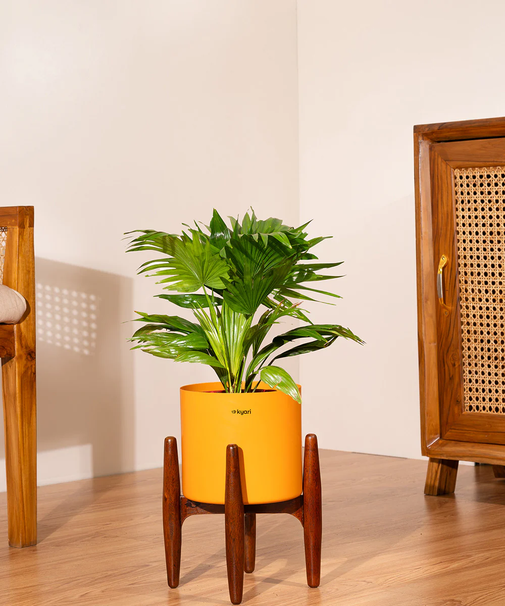 China Palm with Metal Self Watering Pot - Image 52