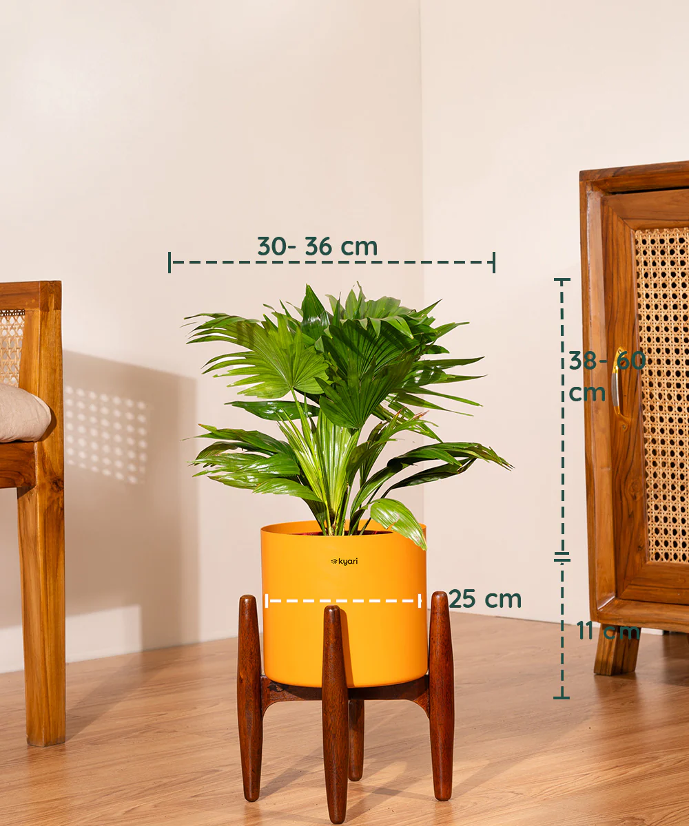 China Palm with Metal Self Watering Pot - Image 54