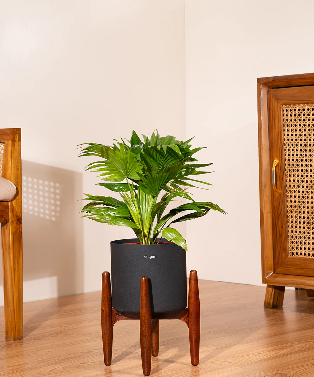 China Palm with Metal Self Watering Pot - Image 58