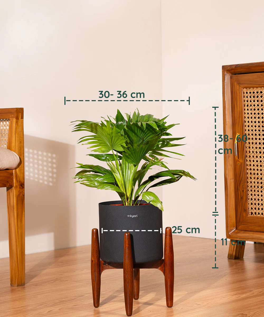 China Palm with Metal Self Watering Pot - Image 60