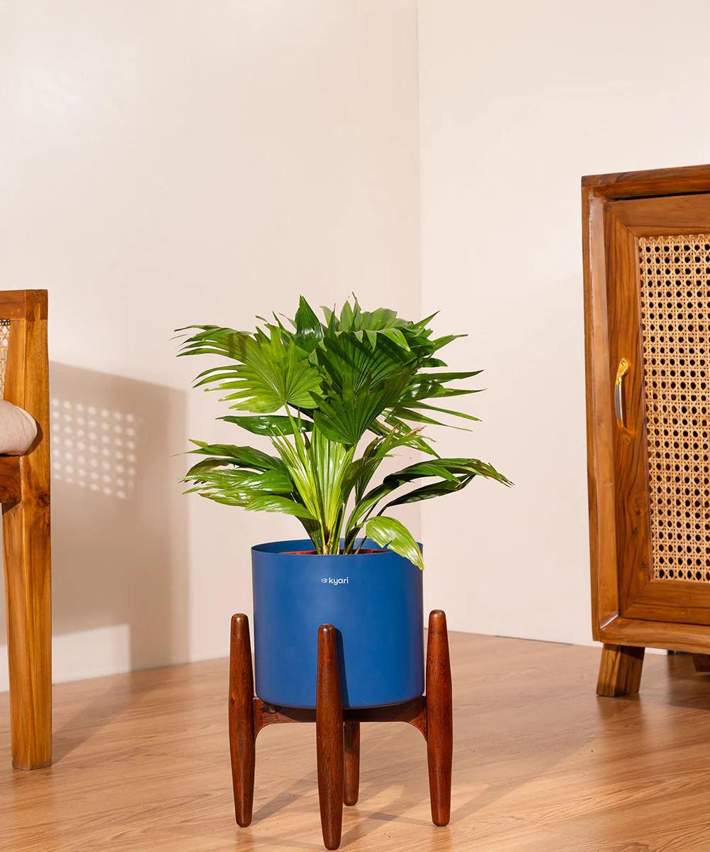China Palm with Metal Self Watering Pot - Image 64