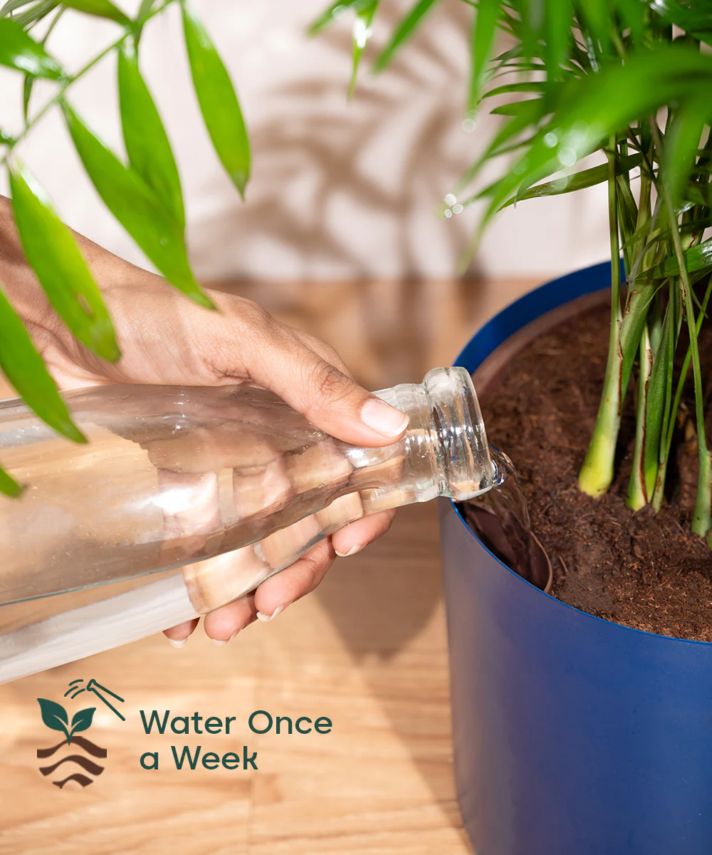 China Palm with Metal Self Watering Pot - Image 65