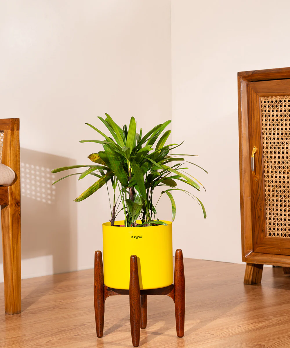 China Palm with Metal Self Watering Pot - Image 69