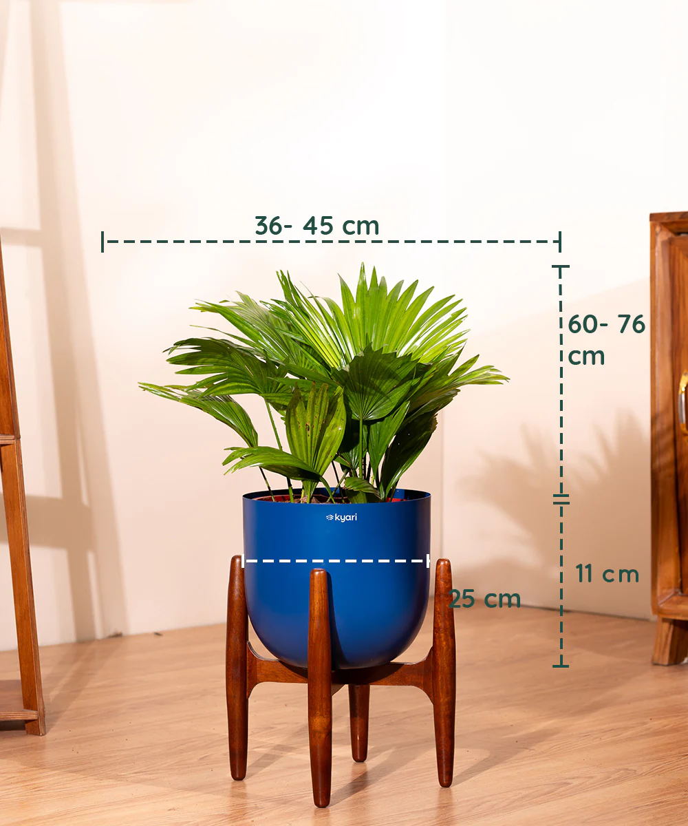 China Palm with Metal Self Watering Pot - Image 8