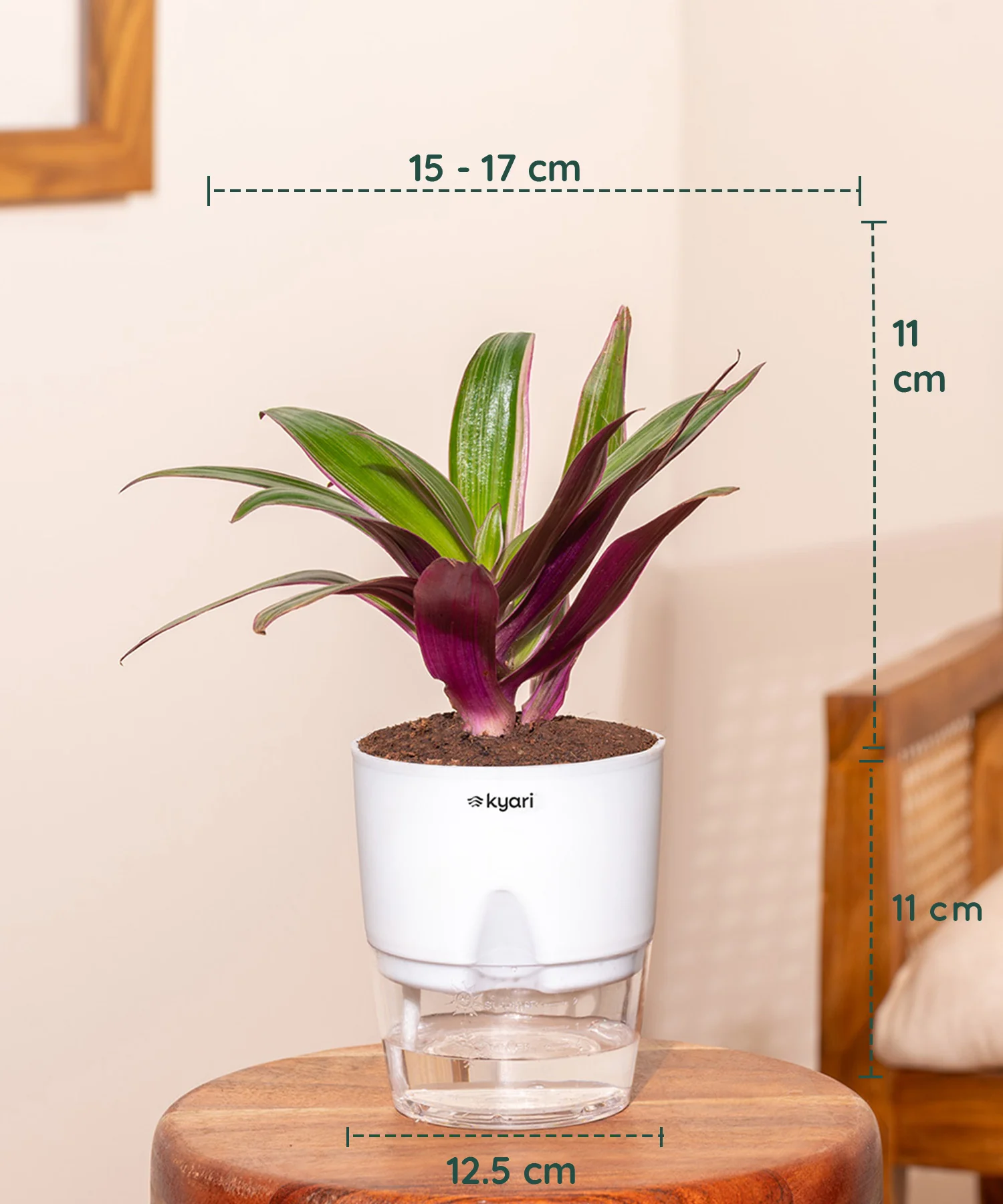Decorative Indoor Plant Combo – Set of 3 - Image 3