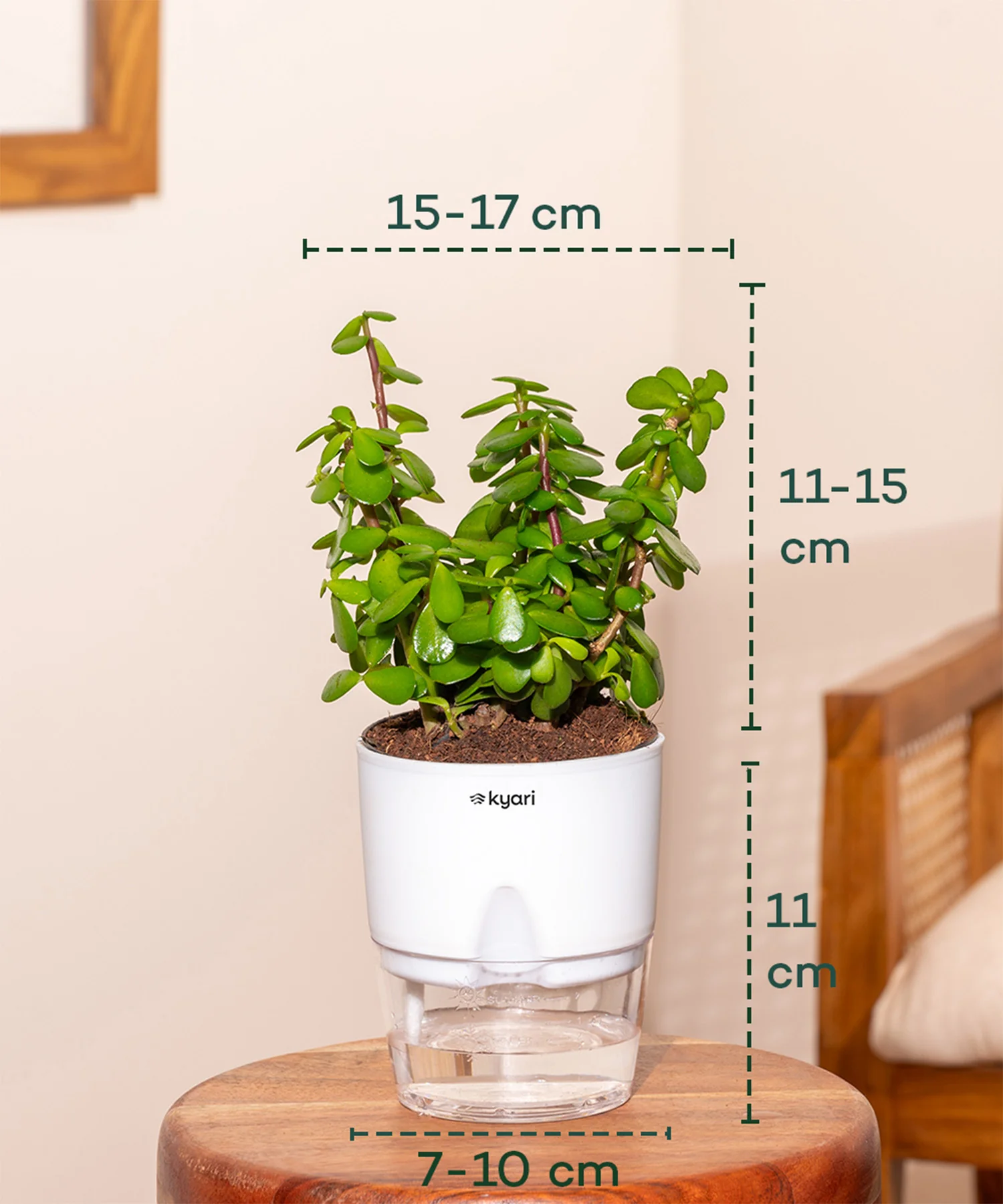 Decorative Indoor Plant Combo – Set of 3 - Image 4