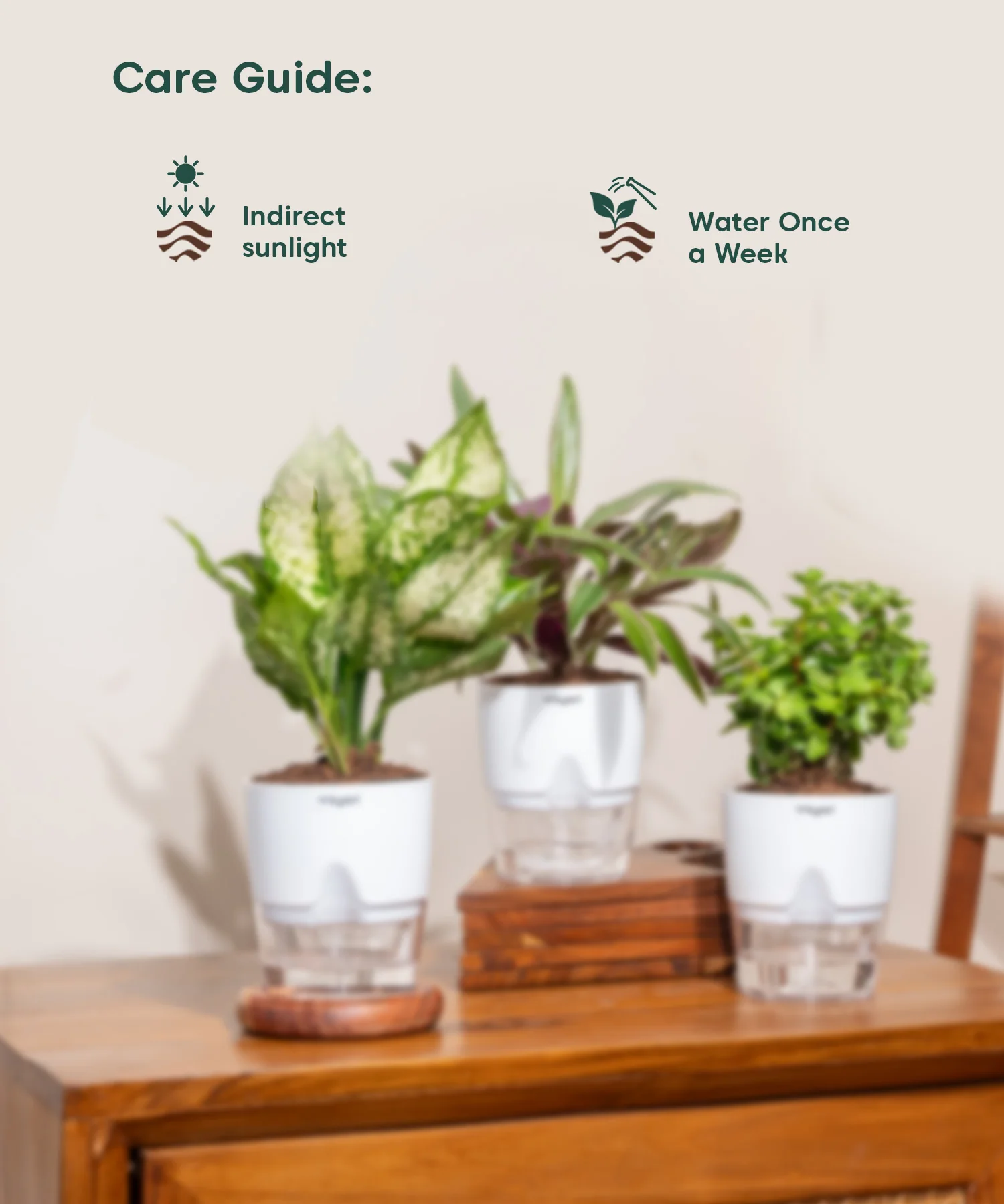 Decorative Indoor Plant Combo – Set of 3 - Image 6