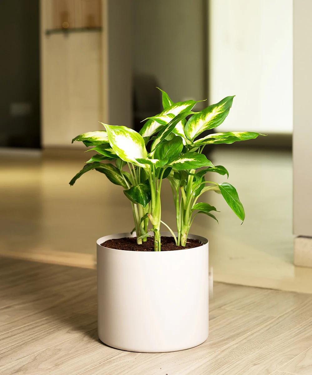 Dieffenbachia with Zen Metal Planter - Image 11