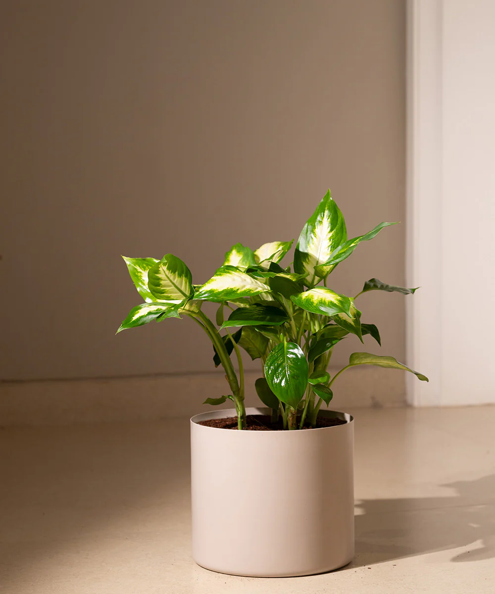 Dieffenbachia with Zen Metal Planter - Image 12