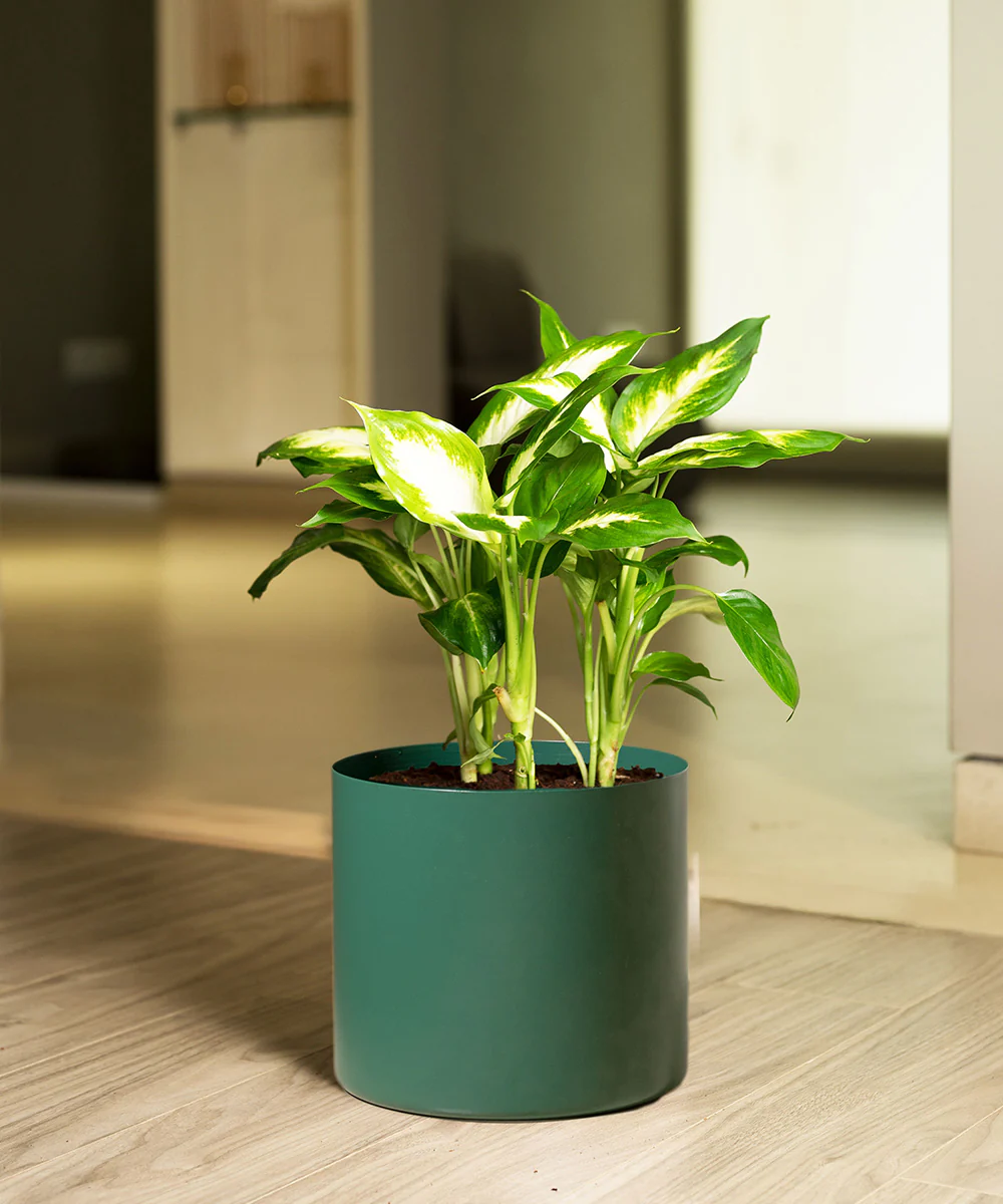 Dieffenbachia with Zen Metal Planter - Image 6