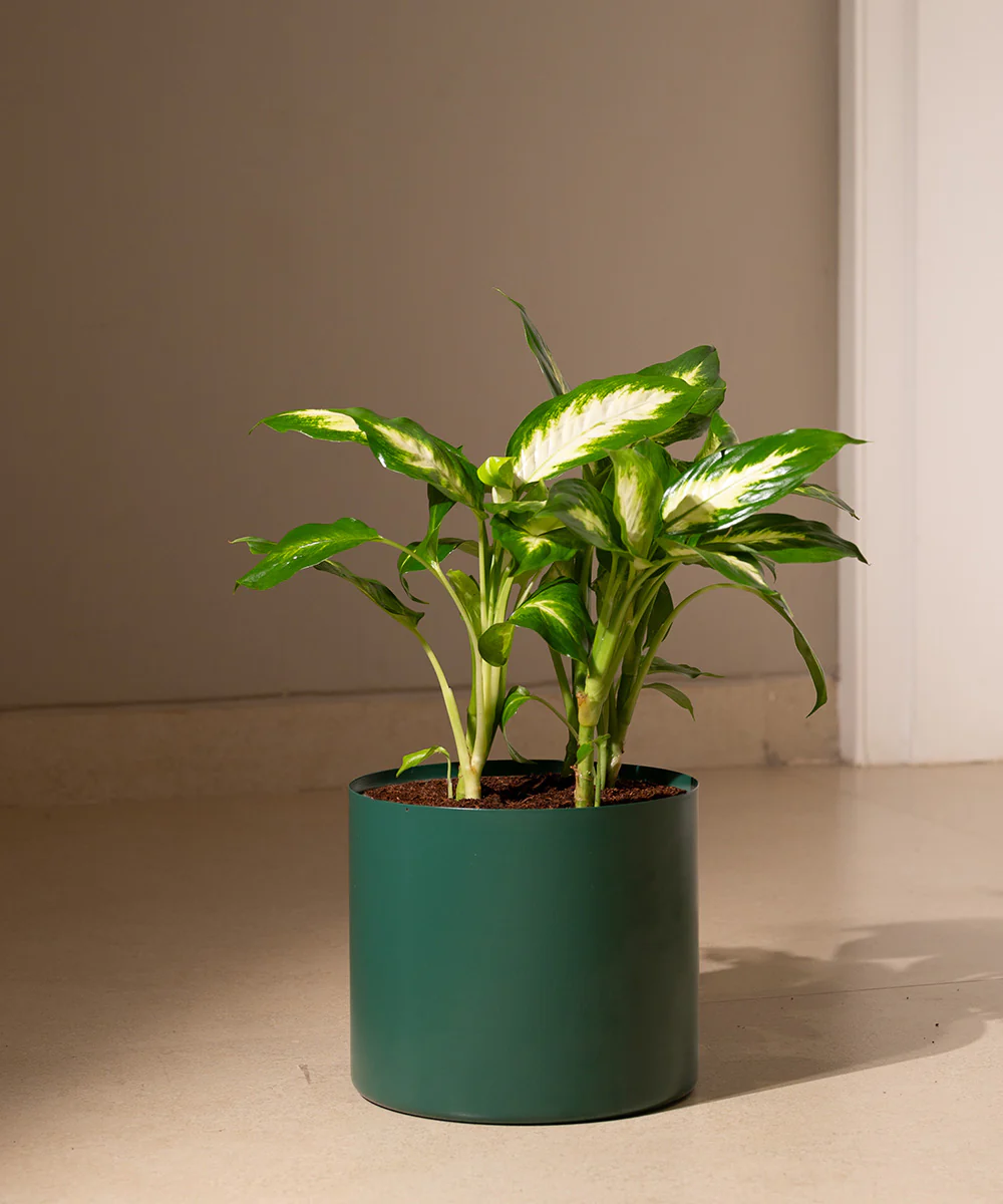 Dieffenbachia with Zen Metal Planter - Image 7