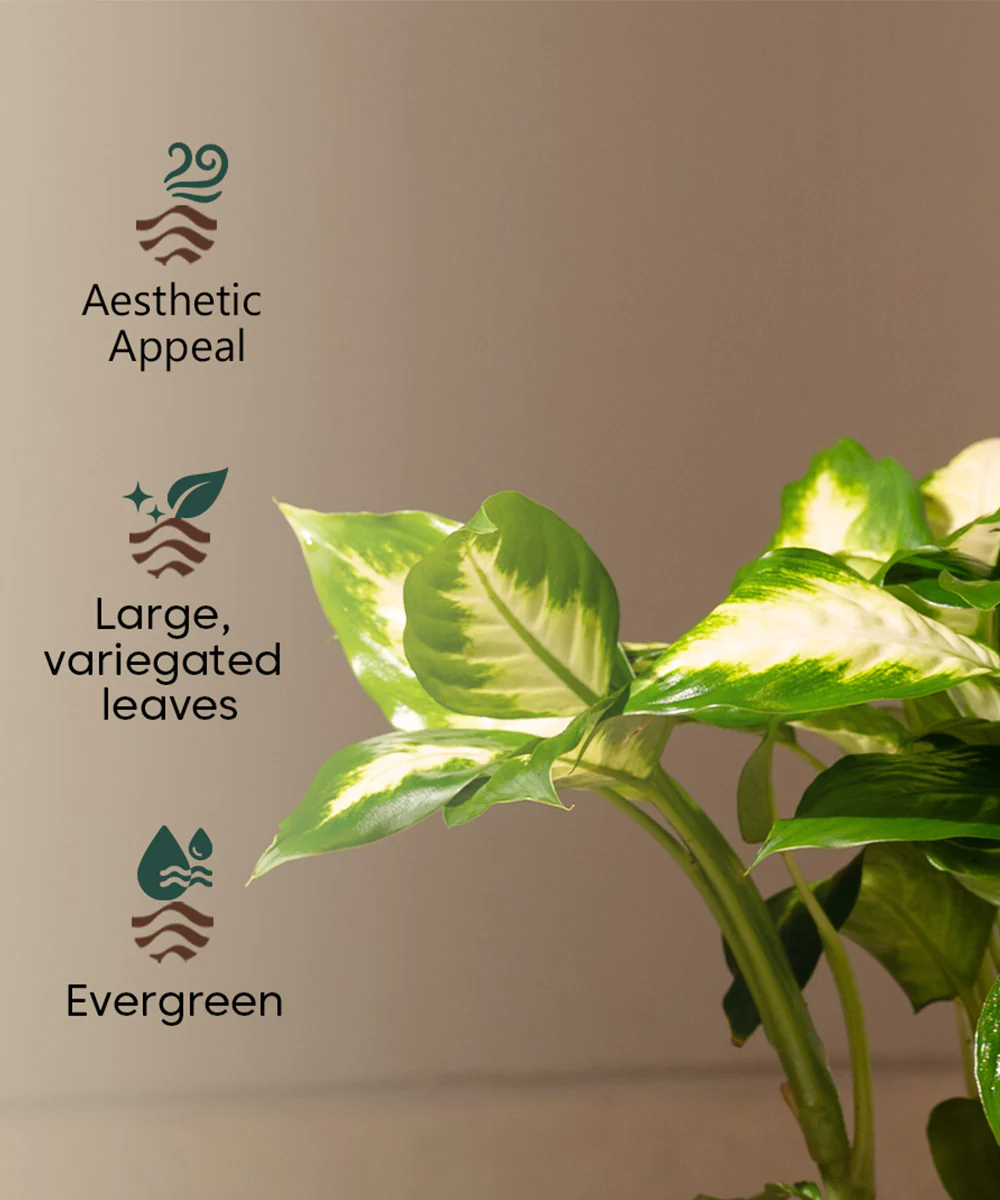 Dieffenbachia with Zen Metal Planter - Image 8