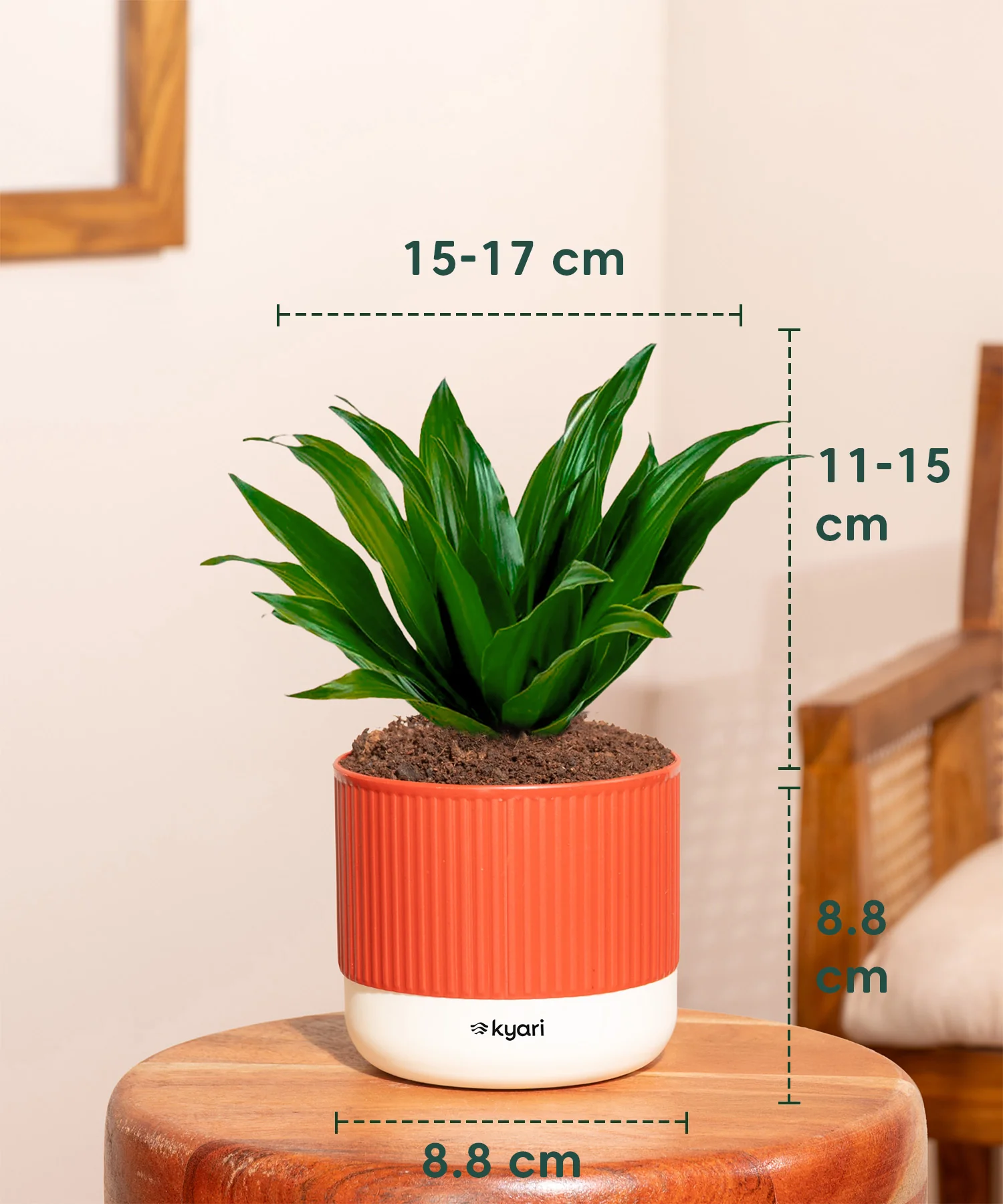 Dracaena Compacta Plant With Mylo Planter - Image 10
