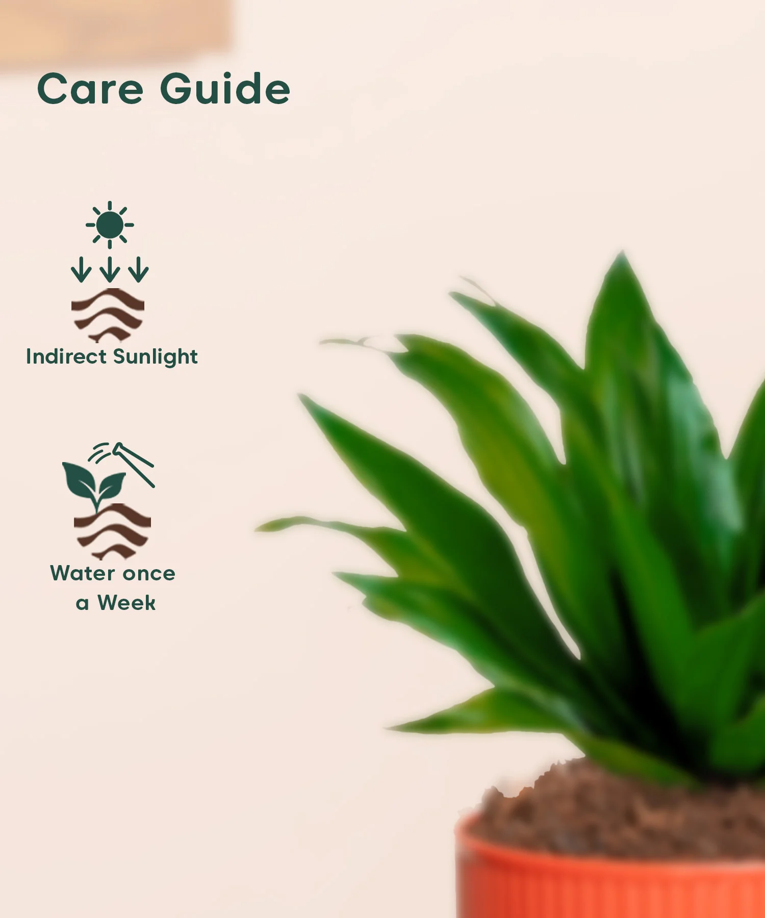 Dracaena Compacta Plant With Mylo Planter - Image 11