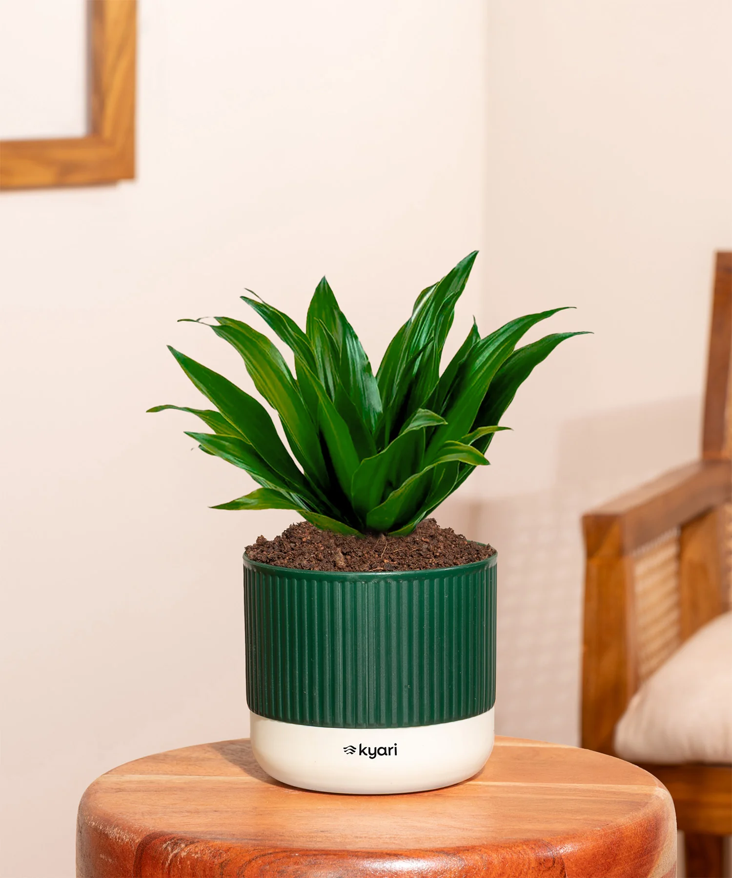 Dracaena Compacta Plant With Mylo Planter - Image 13