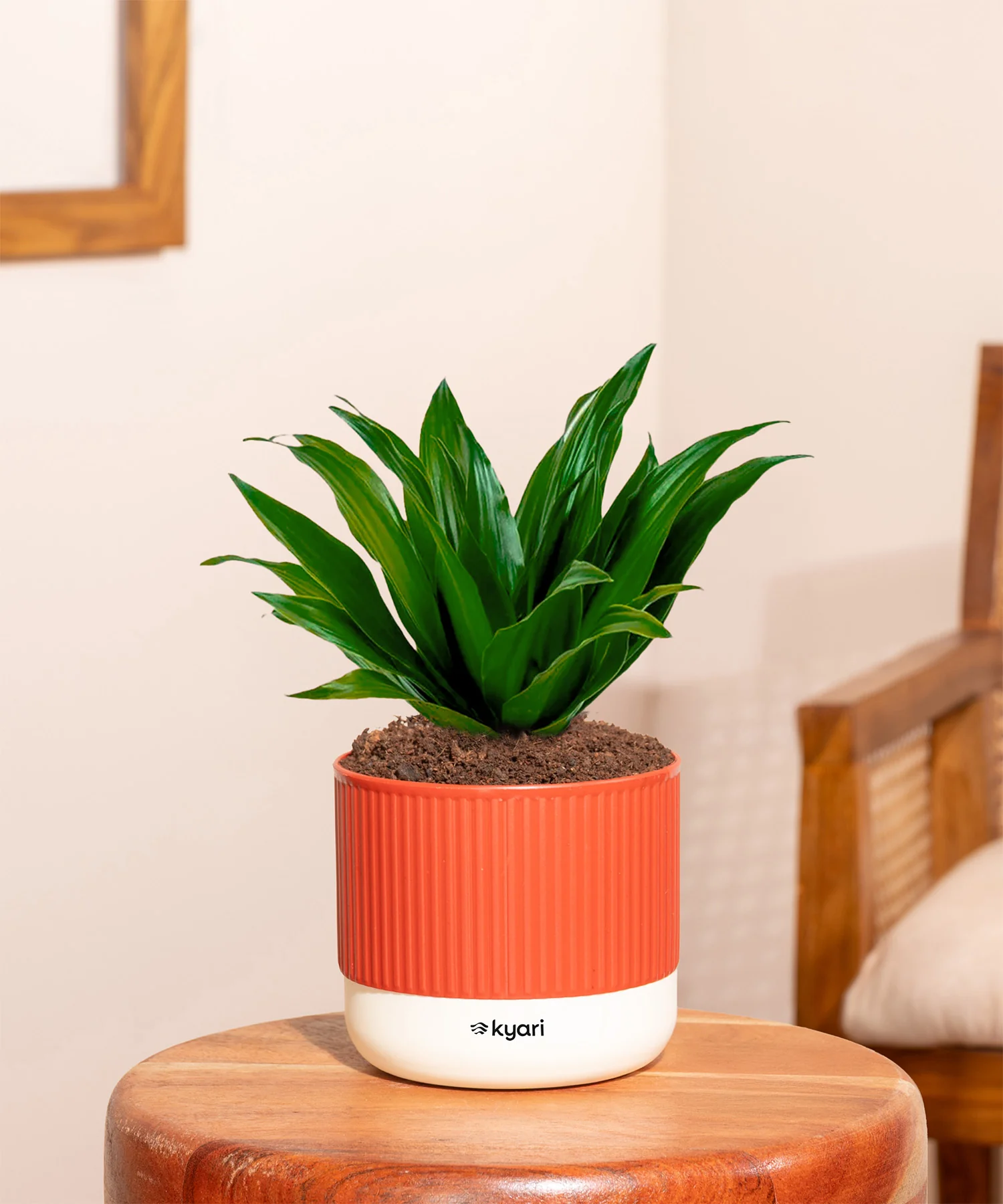 Dracaena Compacta Plant With Mylo Planter - Image 14