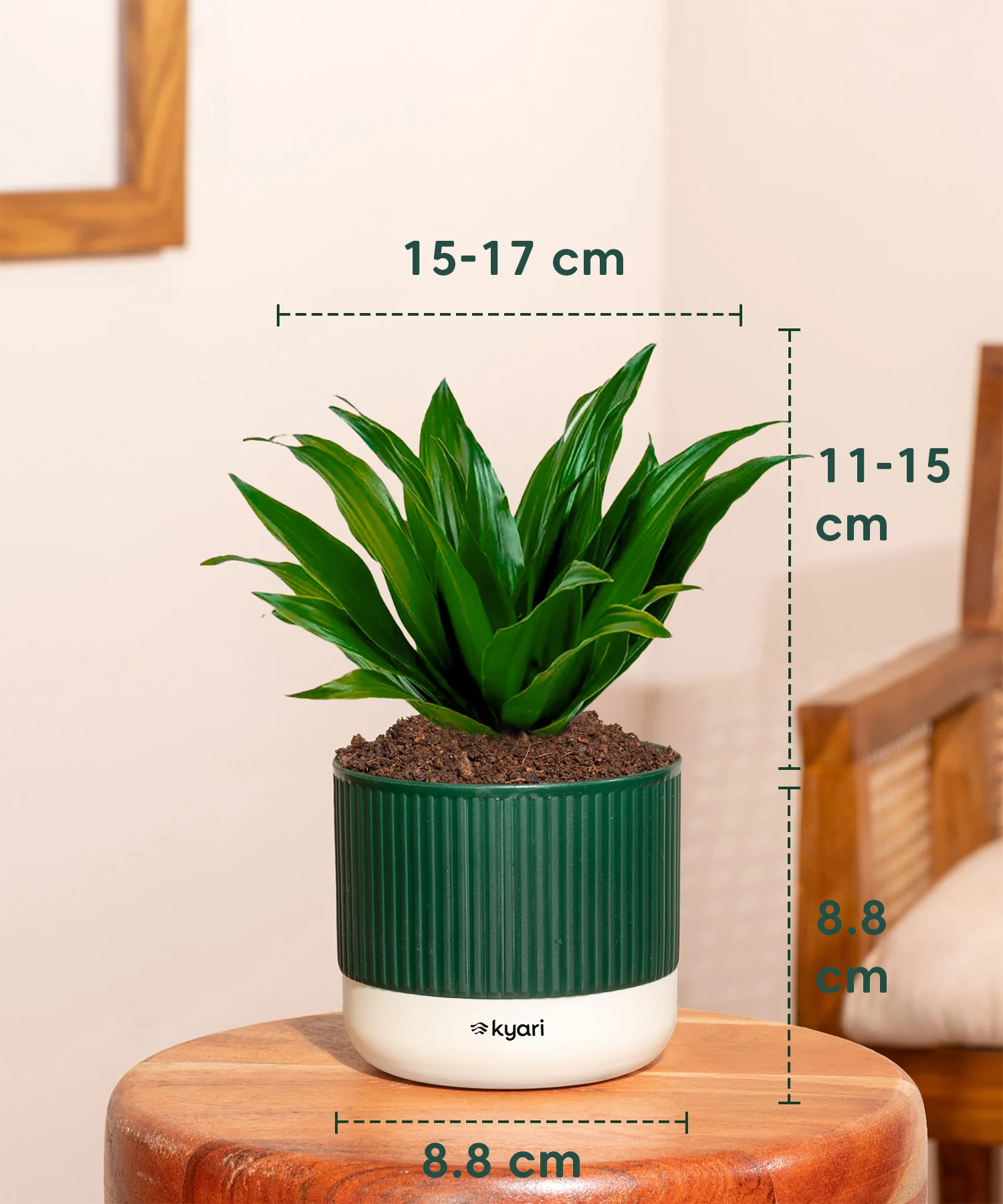 Dracaena Compacta Plant With Mylo Planter - Image 3