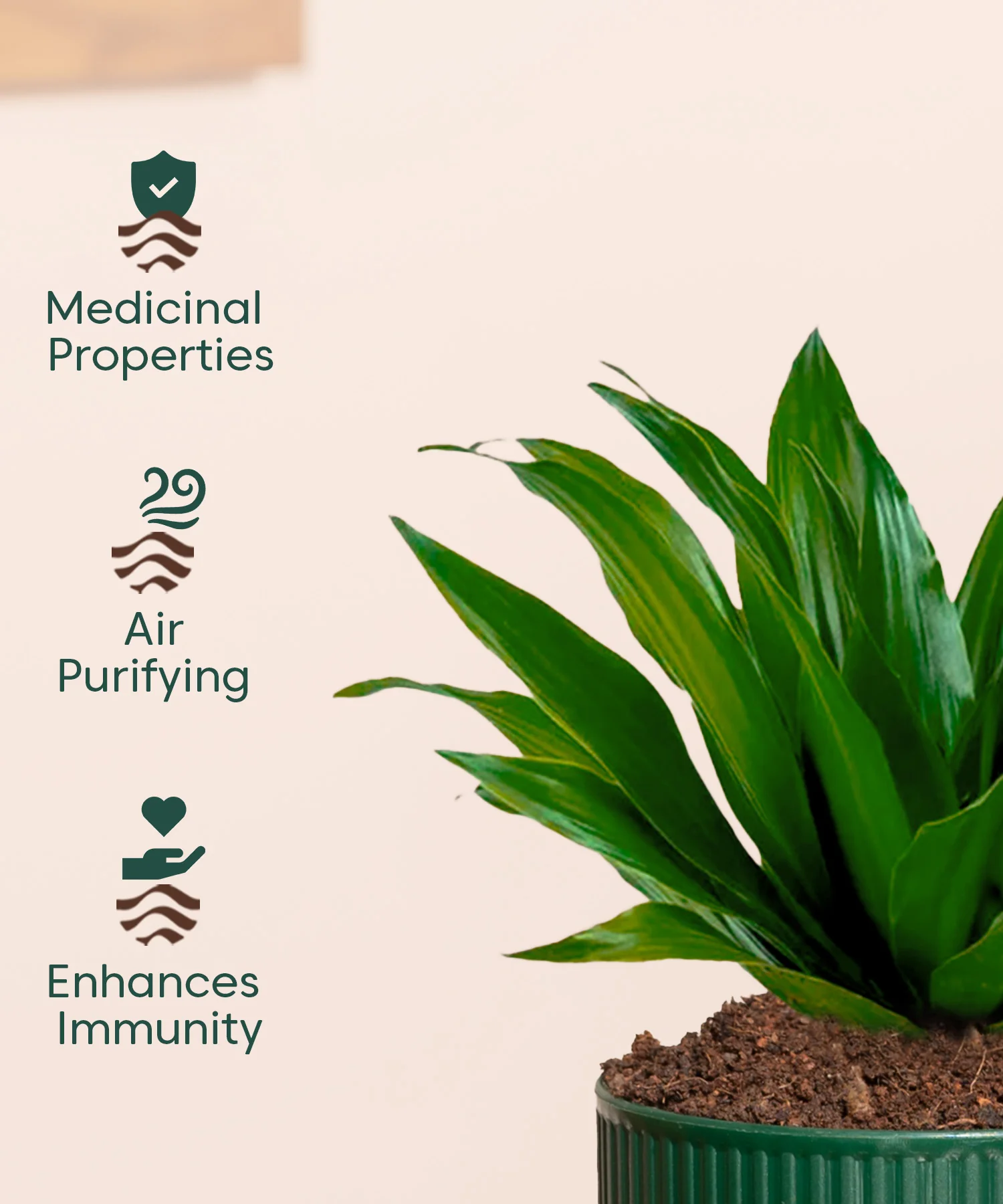 Dracaena Compacta Plant With Mylo Planter - Image 4