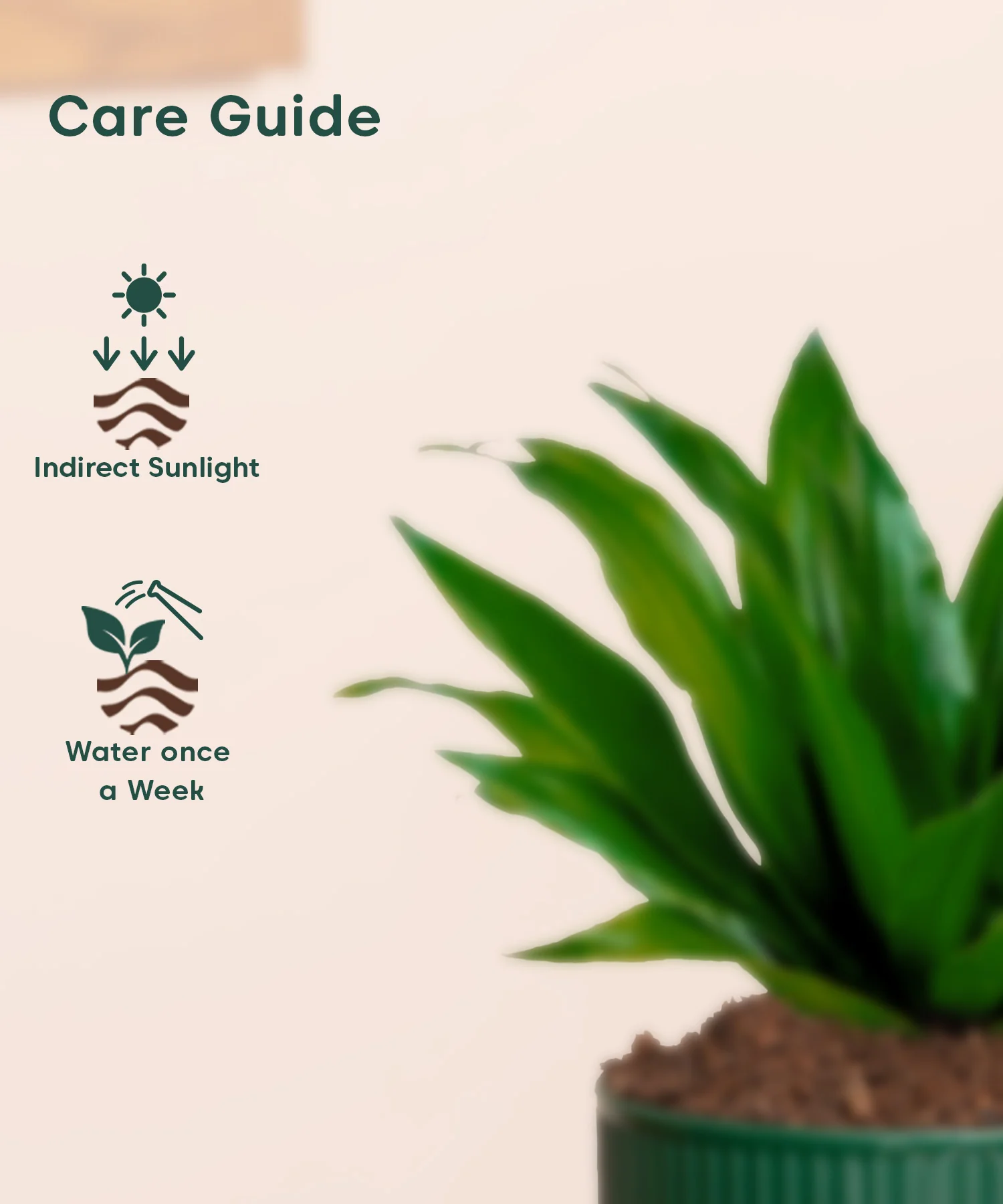 Dracaena Compacta Plant With Mylo Planter - Image 5