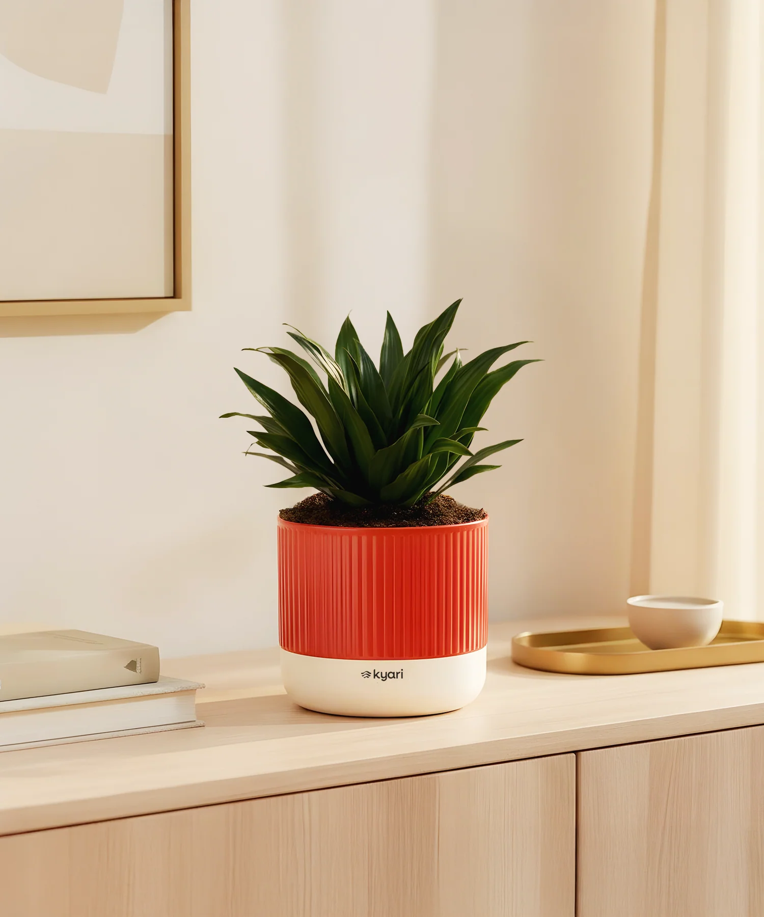 Dracaena Compacta Plant With Mylo Planter - Image 8