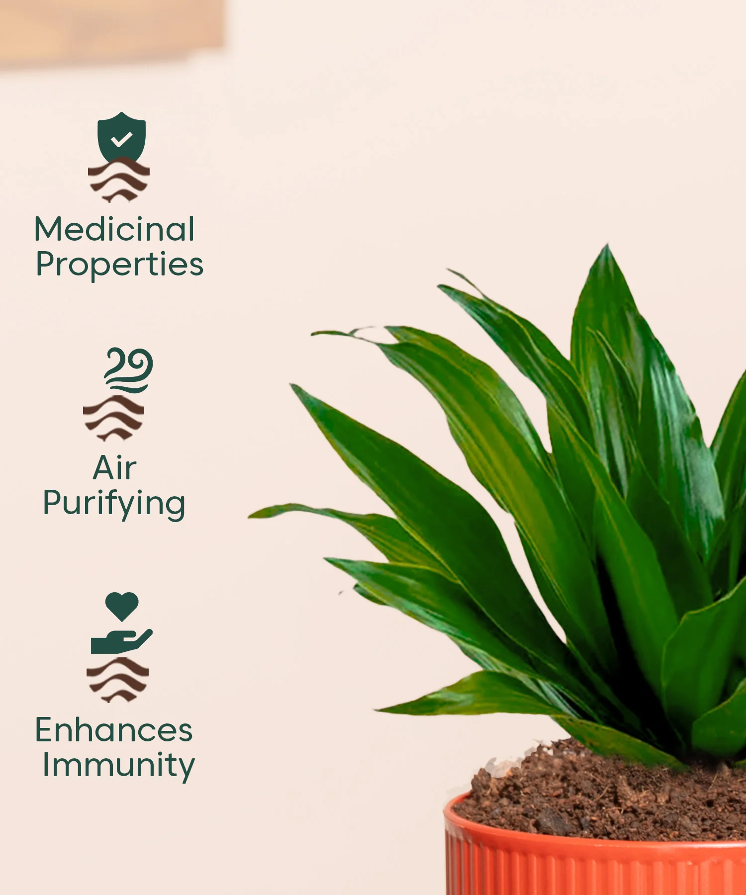 Dracaena Compacta Plant With Mylo Planter - Image 9