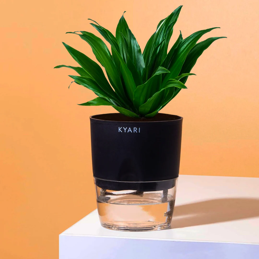 Dracaena Compacta Plant With Self Watering Pot BYOB
