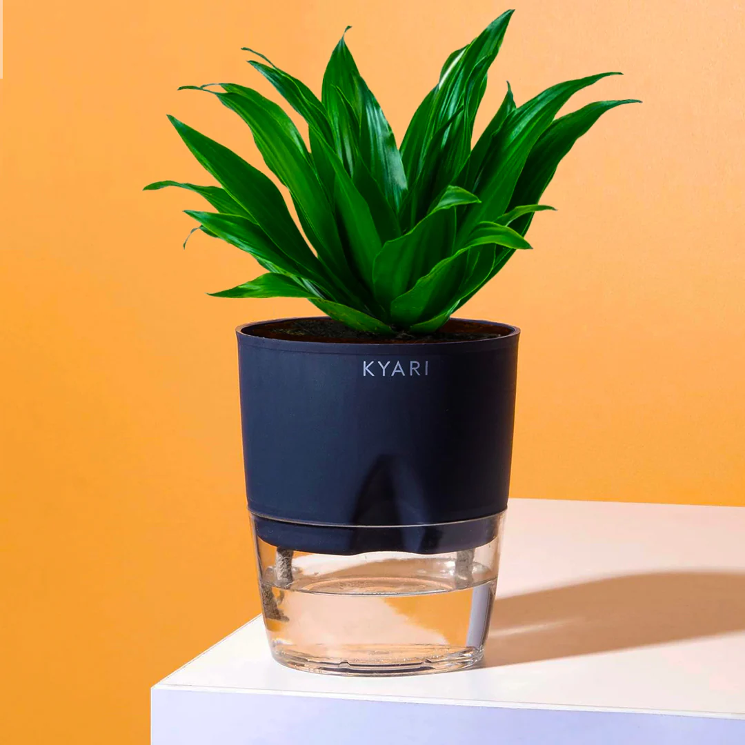Dracaena Compacta Plant With Self Watering Pot BYOB - Image 10