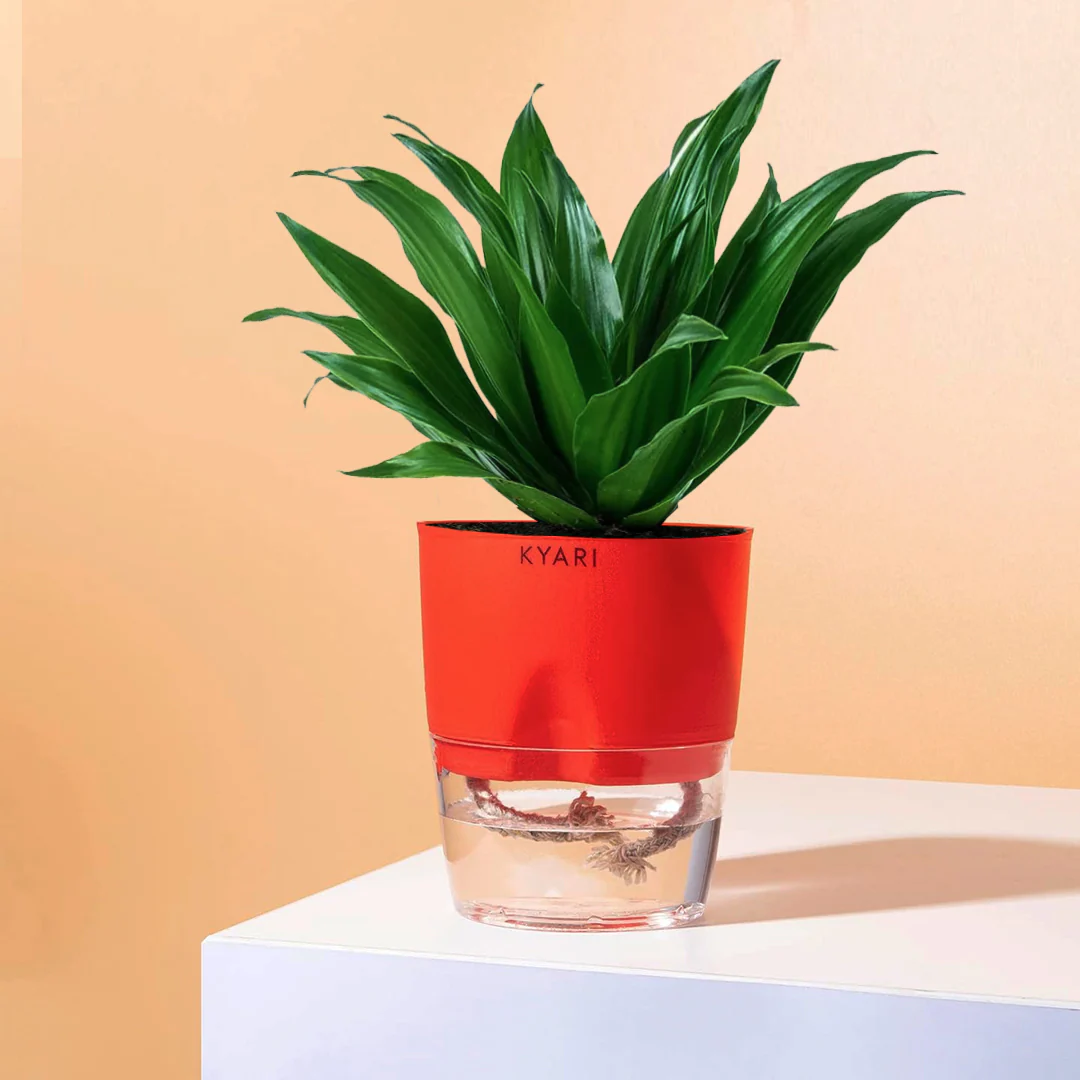 Dracaena Compacta Plant With Self Watering Pot BYOB - Image 11
