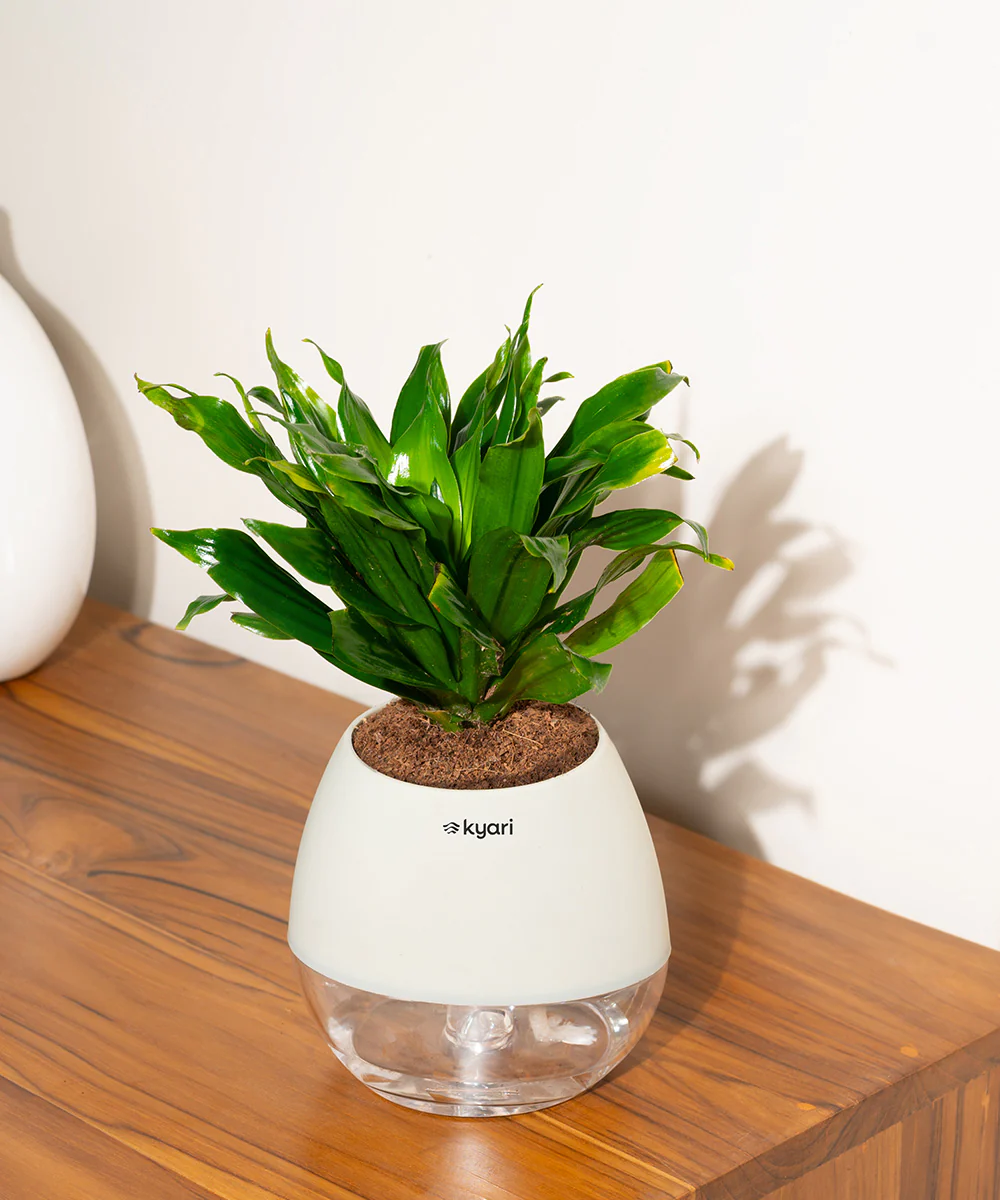 Dracaena Compacta Plant With Self Watering Pot BYOB - Image 12