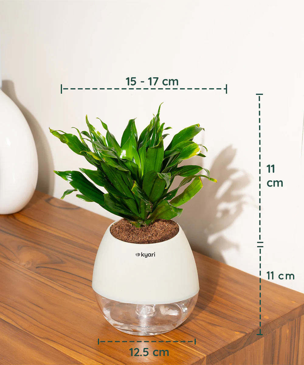 Dracaena Compacta Plant With Self Watering Pot BYOB - Image 15